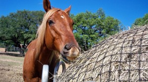 Texas Hay Net