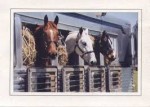 horses in trailer