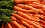 carrot