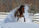 winter horse