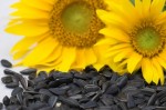 sunflower and sunflower seeds