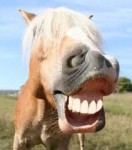 Horse Smile