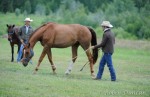 Jonathan-Field-horse-relaxed-feature