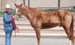 clipping a horse