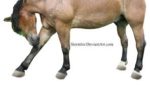 horse-hoof